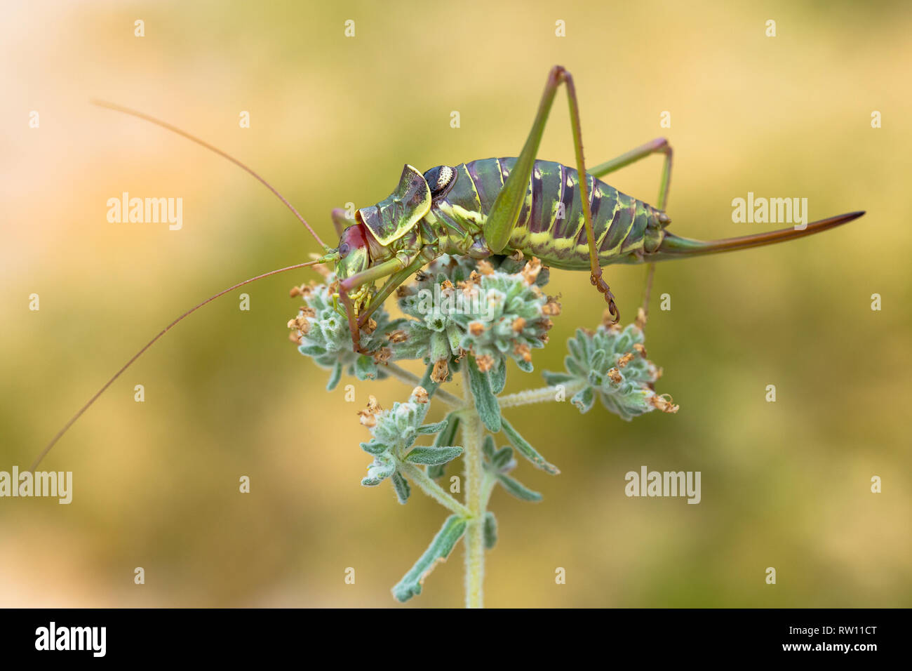 Sella dalmata Bush-cricket Ephippiger discoidalis in Croazia, Krk Foto Stock