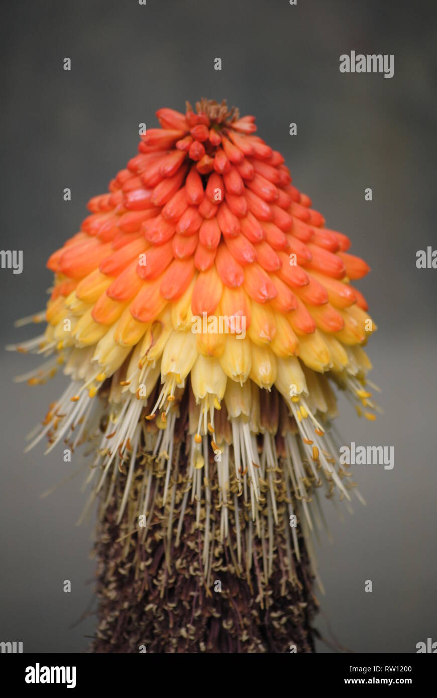 Un fiore sconosciuto nel giardino botanico di Edimburgo Foto Stock