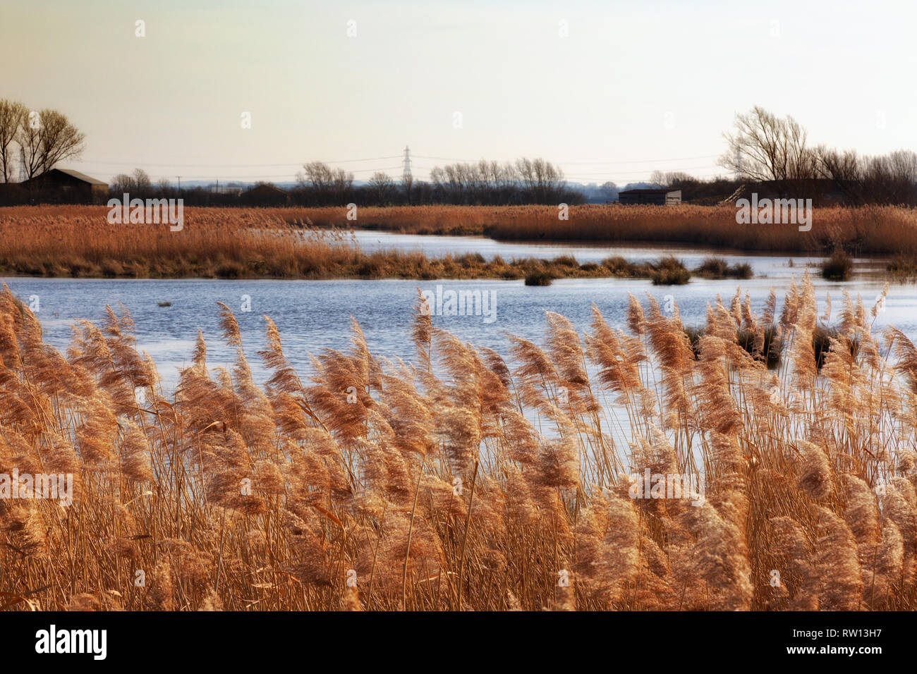 Paesaggio DEL REGNO UNITO, le paludi in prima serata in febbraio, Burwell, Cambridgeshire campagna, East Anglia UK Foto Stock