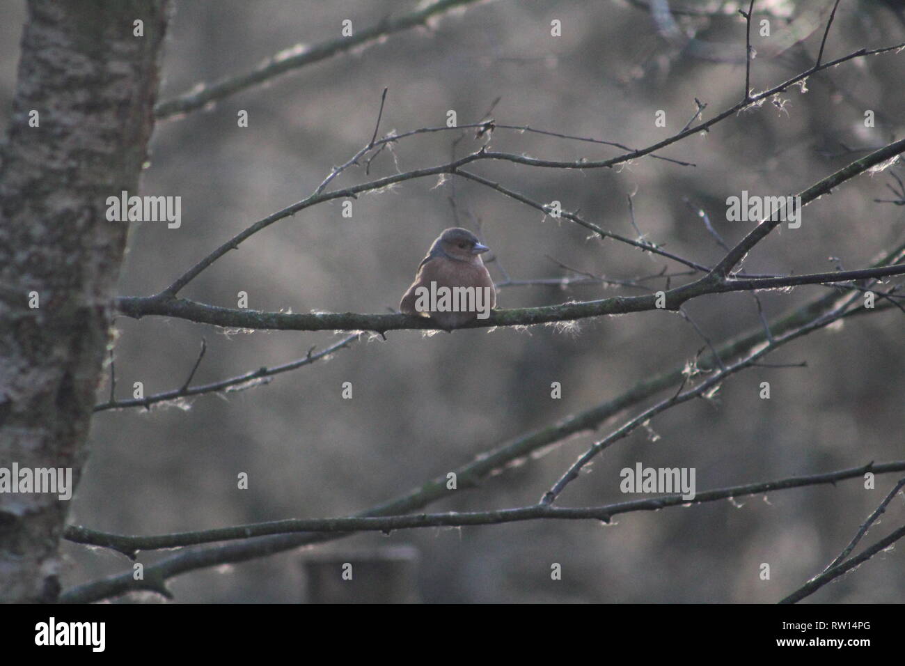 Comune Chaffinch fringilla coelebs British giardino uccello, Regno Unito Foto Stock