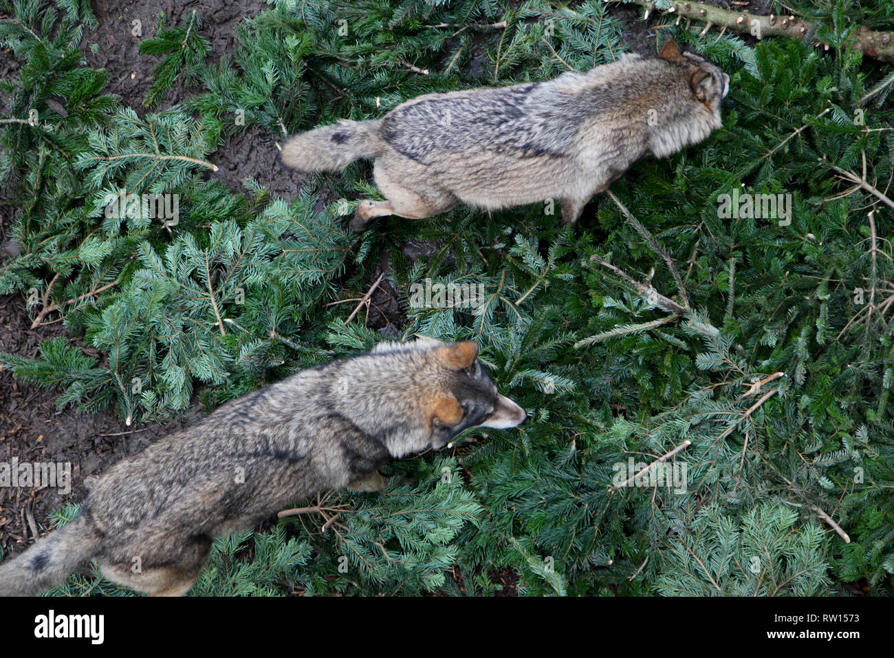 Europeo di Lupo grigio Foto Stock