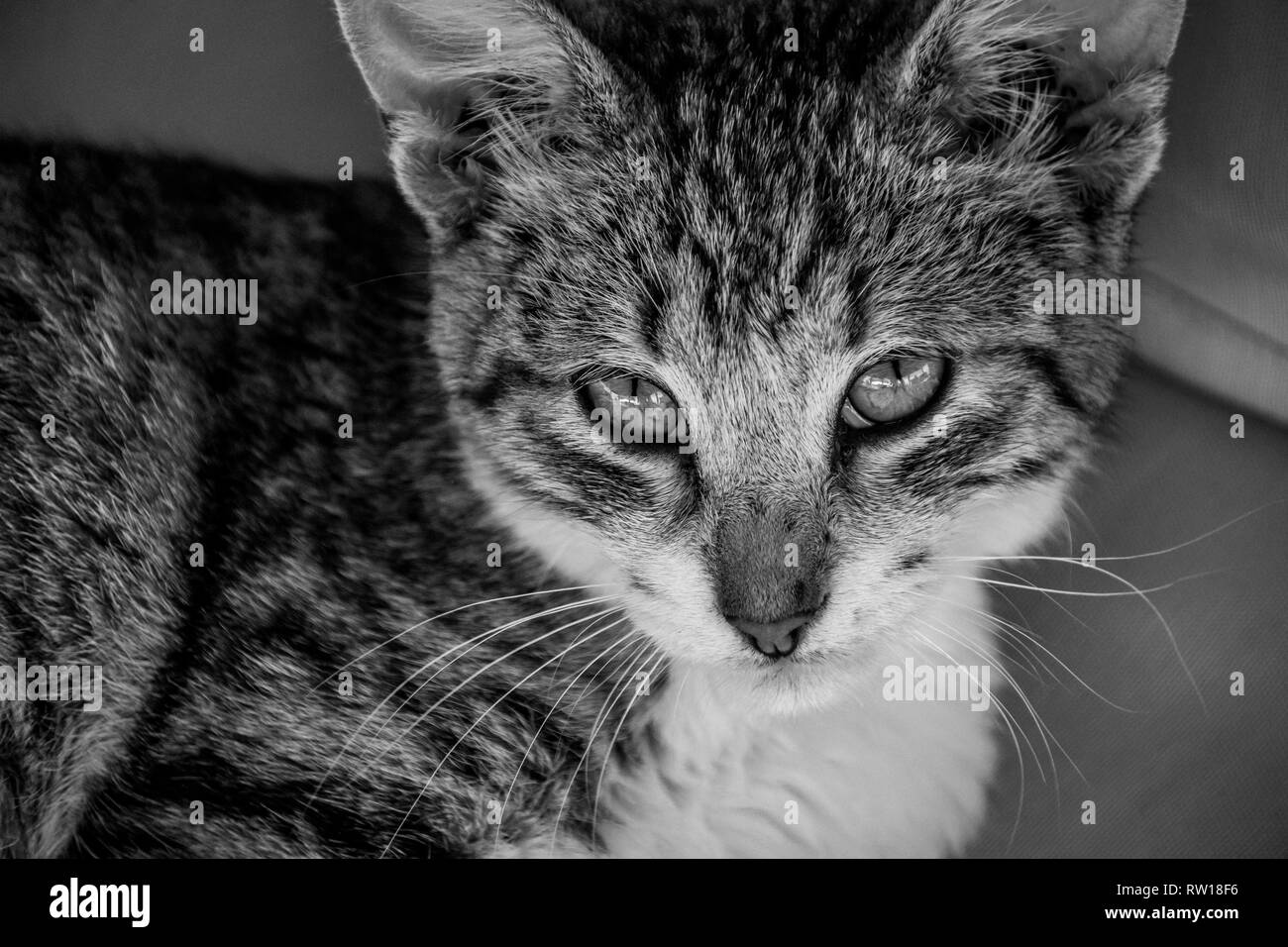 Immagine in bianco e nero di tabby gattino guardando verso l'alto con la fotocamera Foto Stock