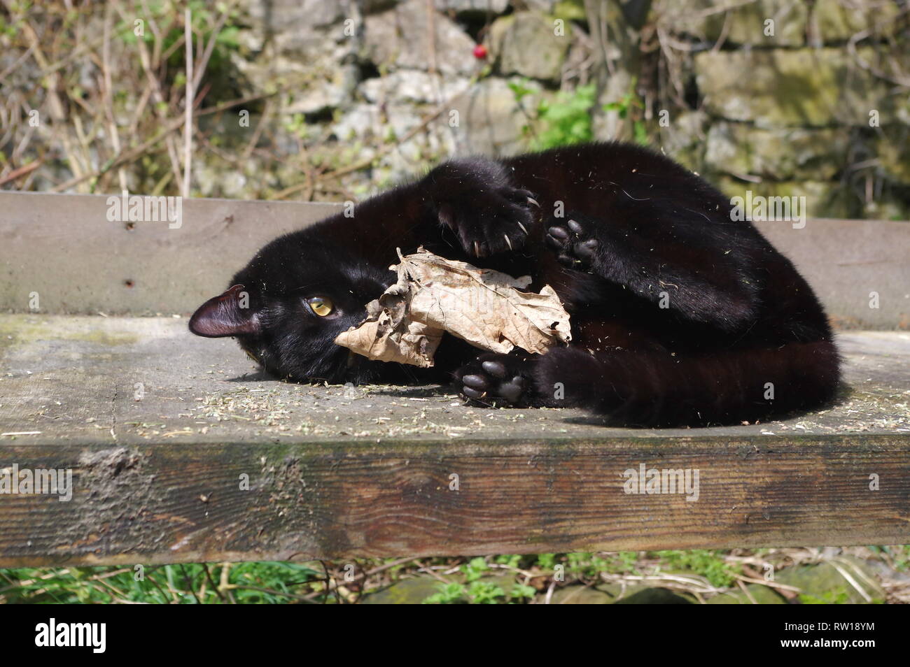 Gatto nero gioca con foglia morta Foto Stock