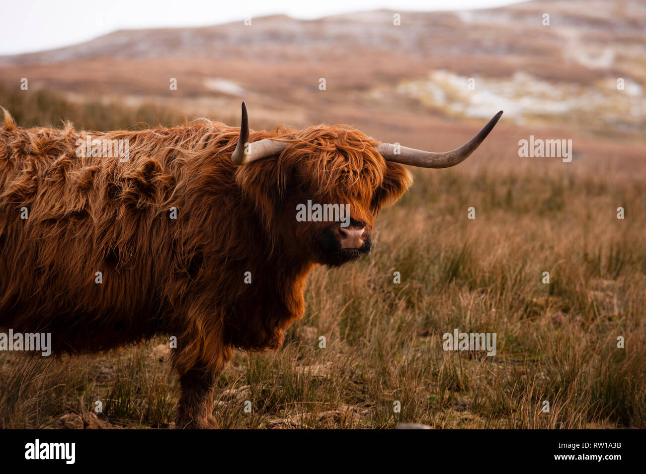 Highland bovini, Bò Ghàidhealach, Heilan coo. Scottish bovini di razza. Isola di Skye. La Scozia. Foto Stock