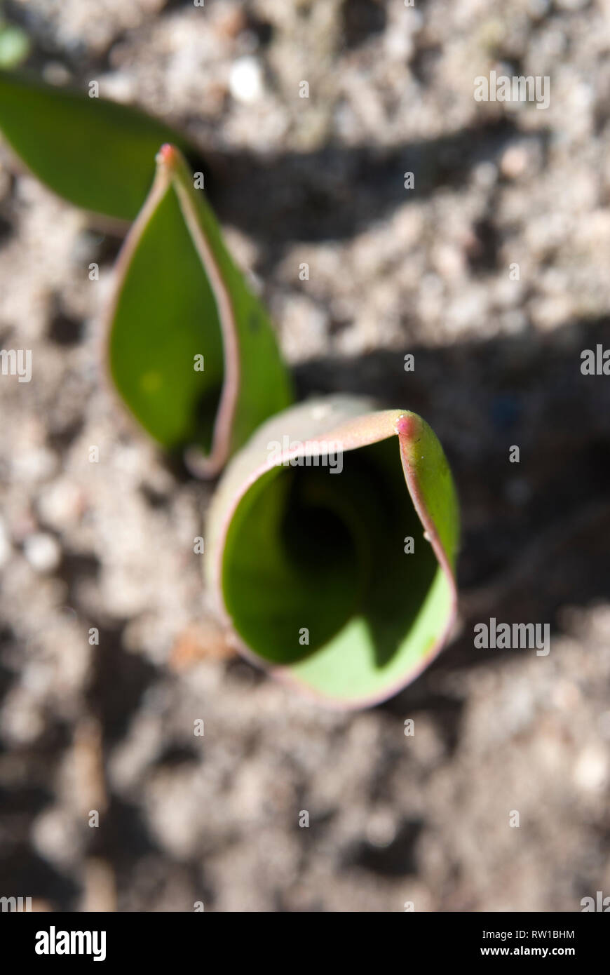 Primo piano di tre foglie di tulipani Foto Stock