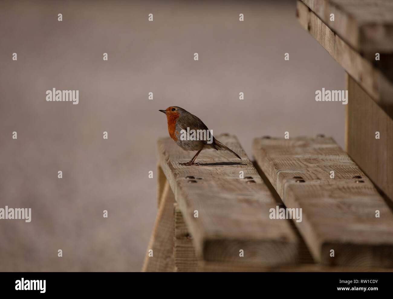 Un Robin cercando uno snack presso l'occhiolino ai gamberi al ristorante sulla spiaggia Foto Stock Un Robin cercando uno snack presso l'occhiolino ai gamberi al ristorante sulla spiaggia Foto Stock