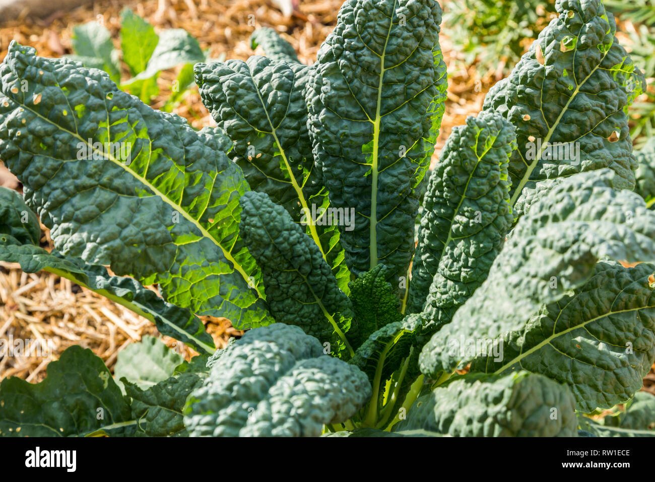 Close up Kale growning Foto Stock