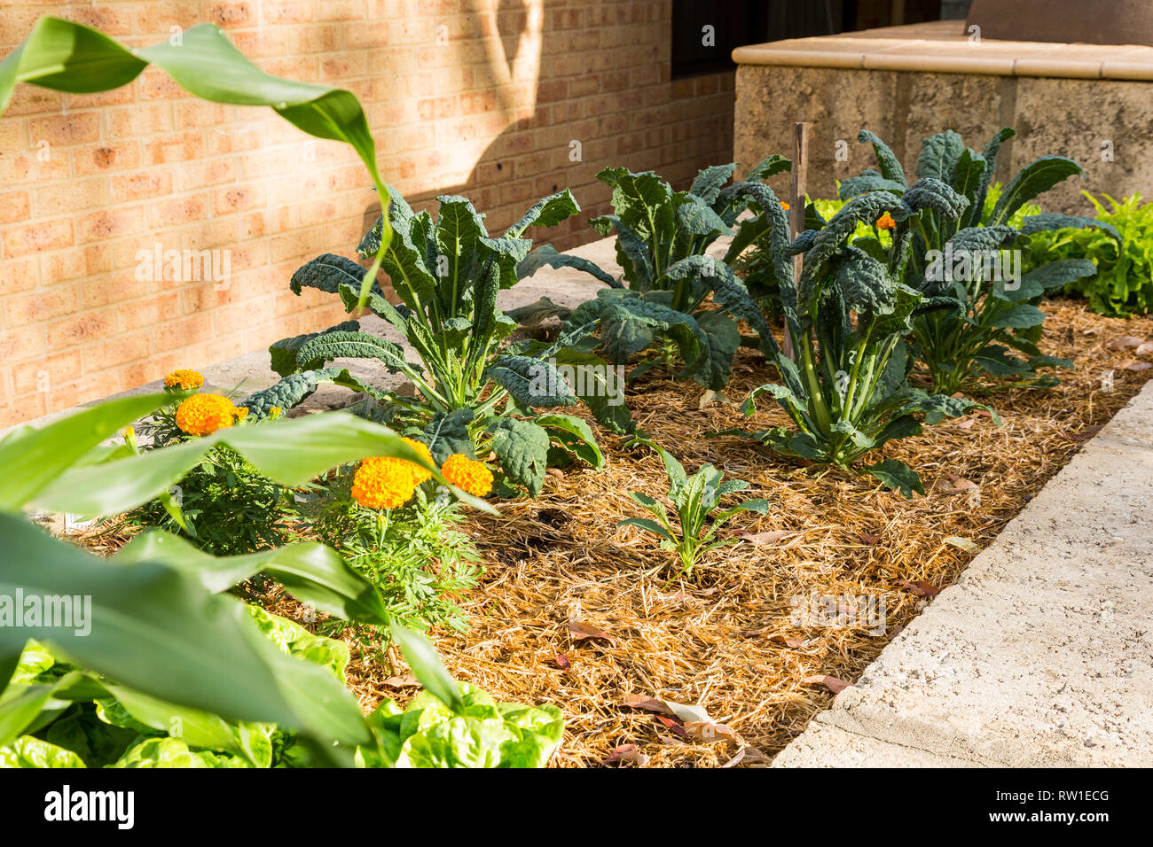 Backyard Vegie garden Foto Stock