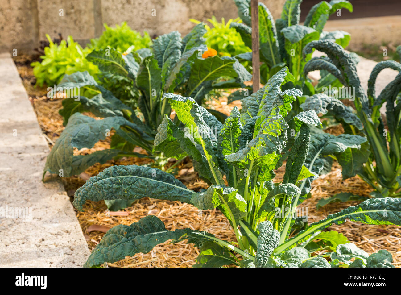 Soleggiato Kale crescente Foto Stock