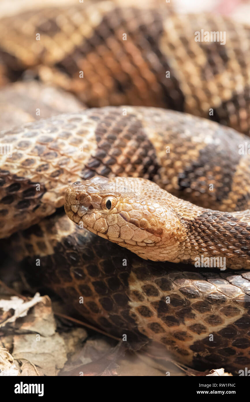 Copperhead settentrionale, Agkistrodon contortrix è un infame rattlesnakes trovata nel Nord America orientale Foto Stock