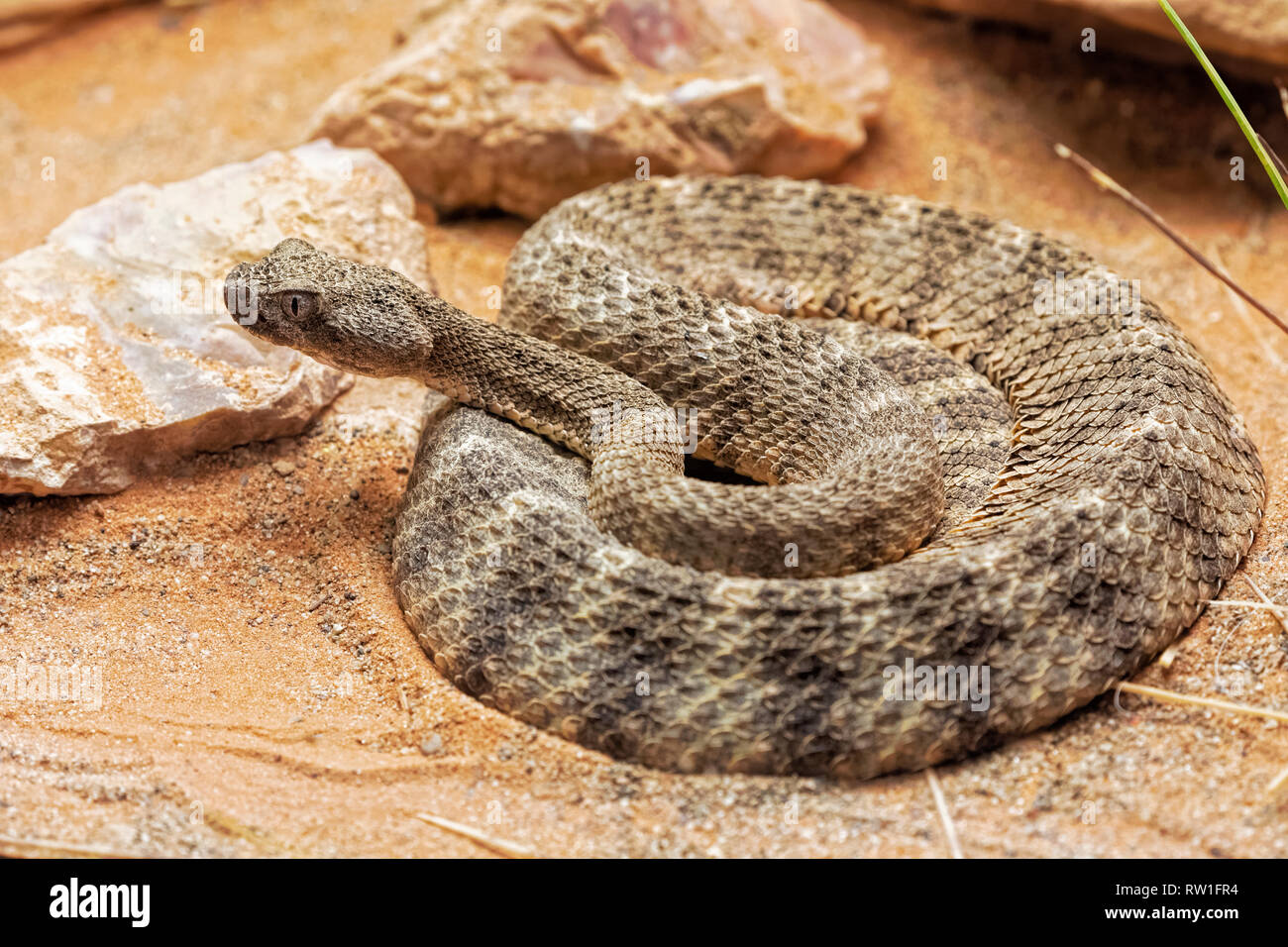 Tiger Rattlesnake, Crotalus tigri è un pit viper dalle colline rocciose del Deserto di Sonora da south central Arizona in Messico Foto Stock