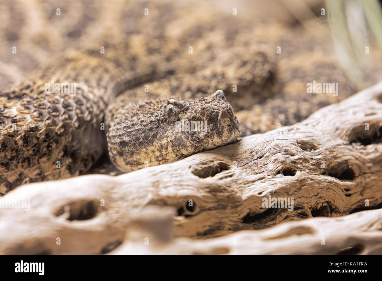 A sudovest screziato Rattlesnake, Crotalus mitchelli Pirro è un infame rattlesnakes trovata nel sudovest degli Stati Uniti e nord del Messico Foto Stock