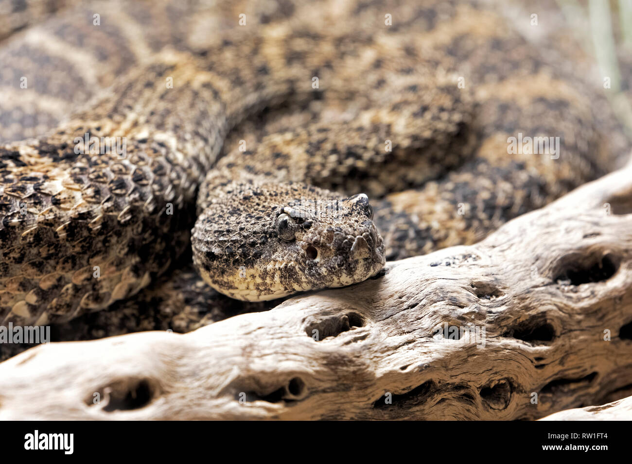 A sudovest screziato Rattlesnake, Crotalus mitchelli Pirro è un infame rattlesnakes trovata nel sudovest degli Stati Uniti e nord del Messico Foto Stock