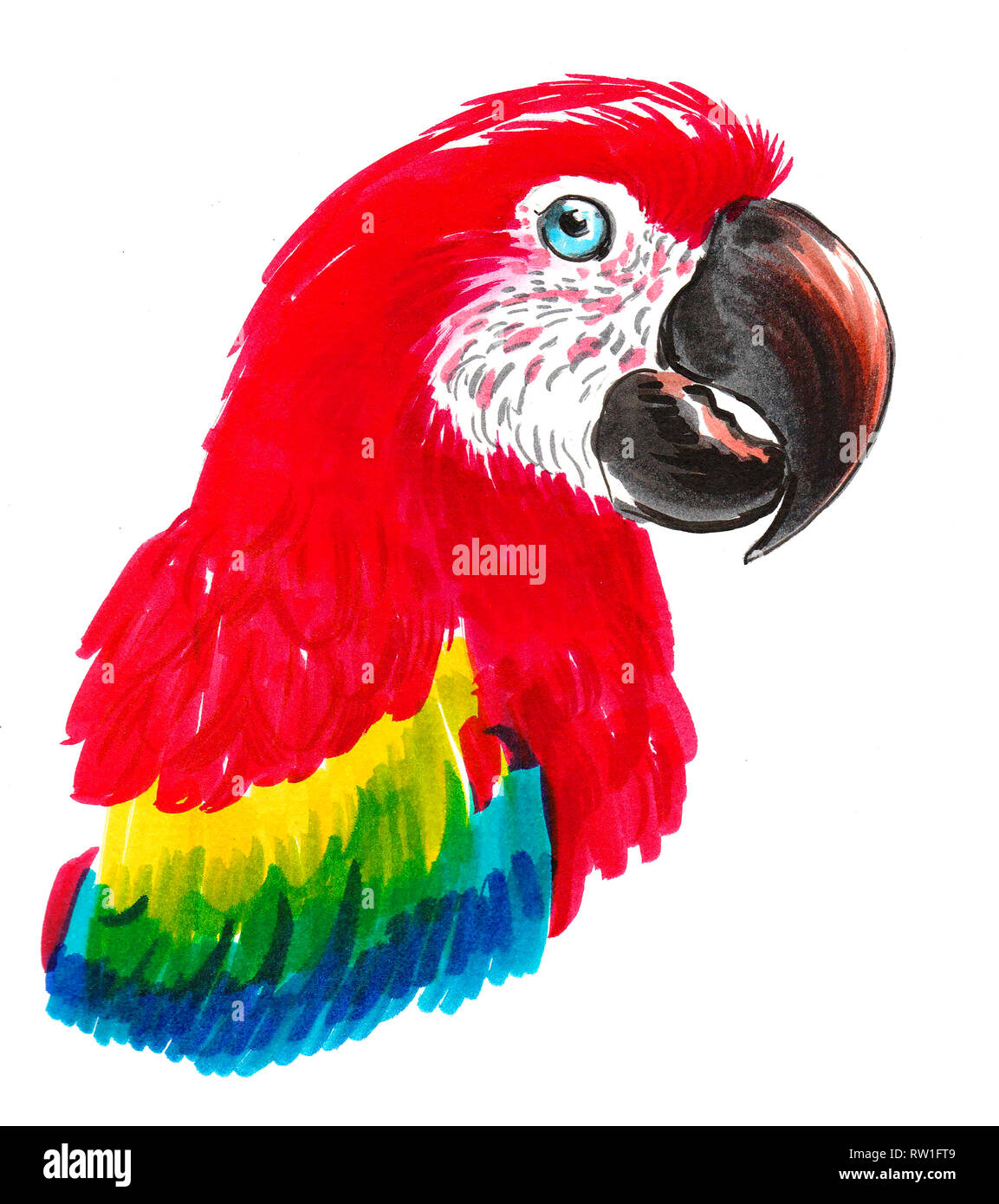 Red Parrot testa. China e acquarello illustrazione Foto Stock