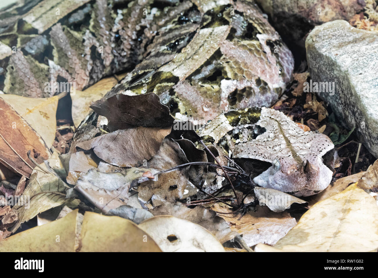 Gaboon Viper Bitis gobonica è nativo di foreste pluviali e savane dell Africa sub-sahariana in Africa centrale occidentale Foto Stock