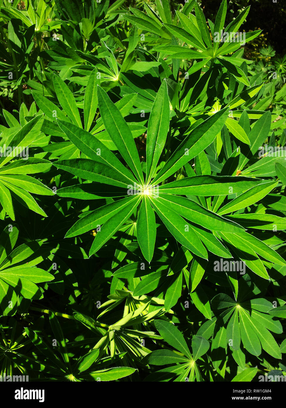 Concetto di natura: Primo piano sulle piante che crescono sul prato, fuoco selettivo Foto Stock