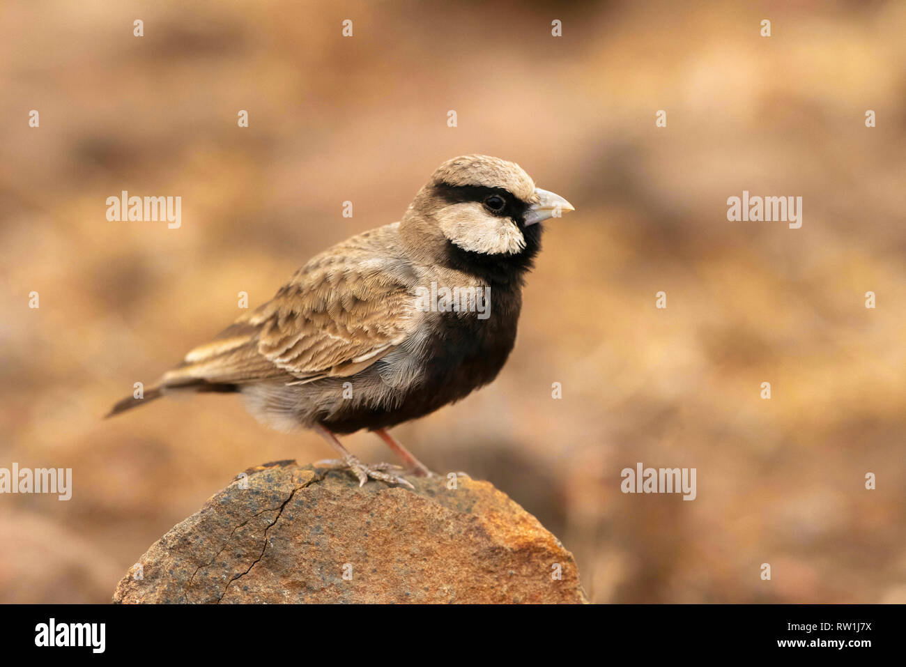 Arciere coronato di cenere larice maschio, Eremopterix griseus, Mayureshwar Wildlife Sanctuary, Pune, Maharashtra, India. Foto Stock