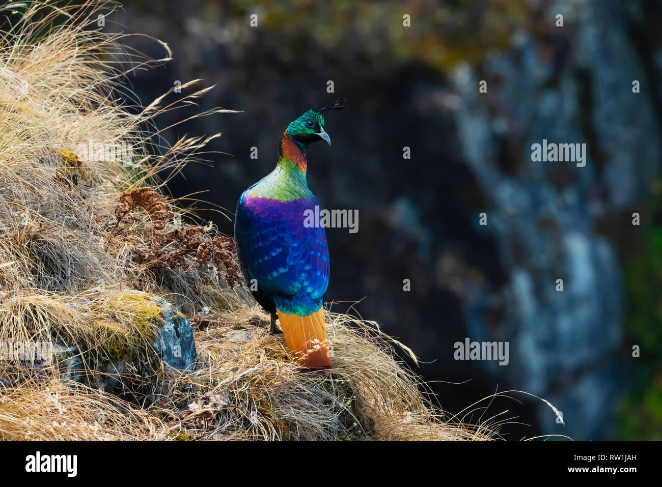 L'Himalayan Monal, Lophophorus impejanus, Kedarnath Wildlife Sanctuary, Chopta, Uttarakhand, India. Foto Stock