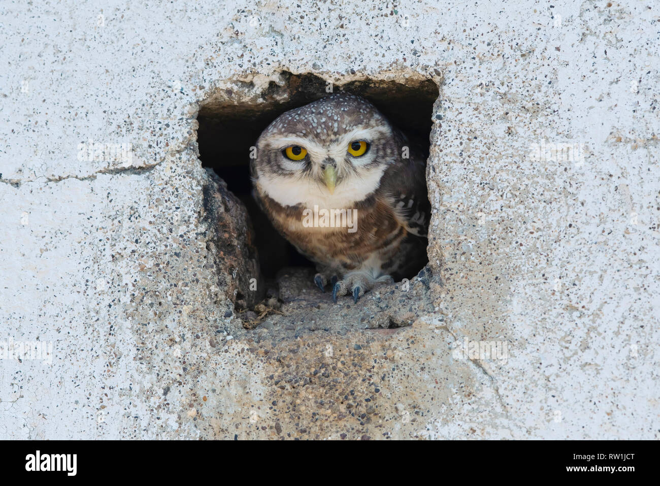 Spotted owlet, Athene brama, Blackbuck National Park, Velavadar, Gujarat, India. Foto Stock