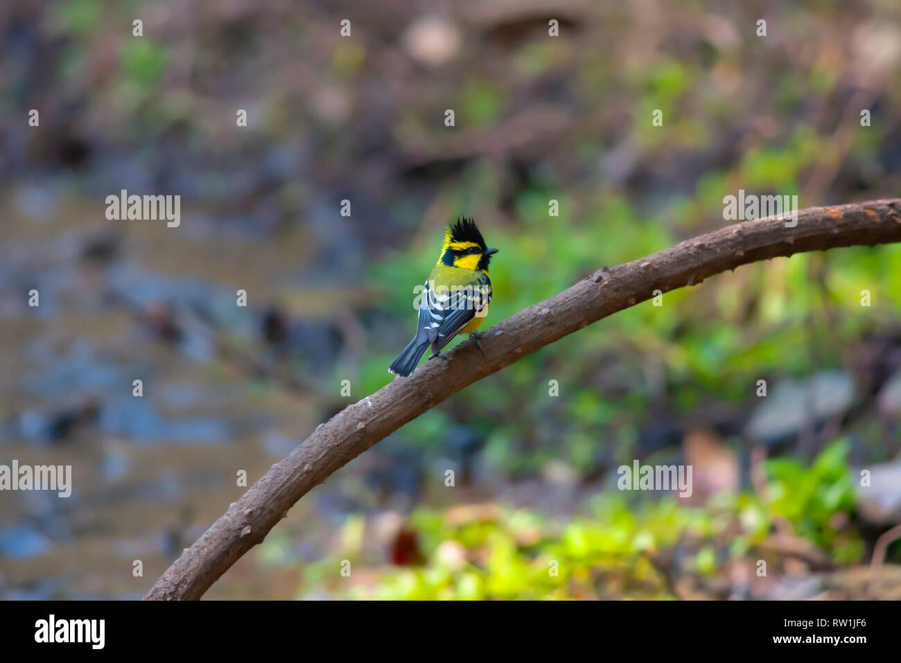 Nero giallo lored tit, Machlolophus xanthogenys, Sattal, Nainital, Uttarakhand, India. Foto Stock