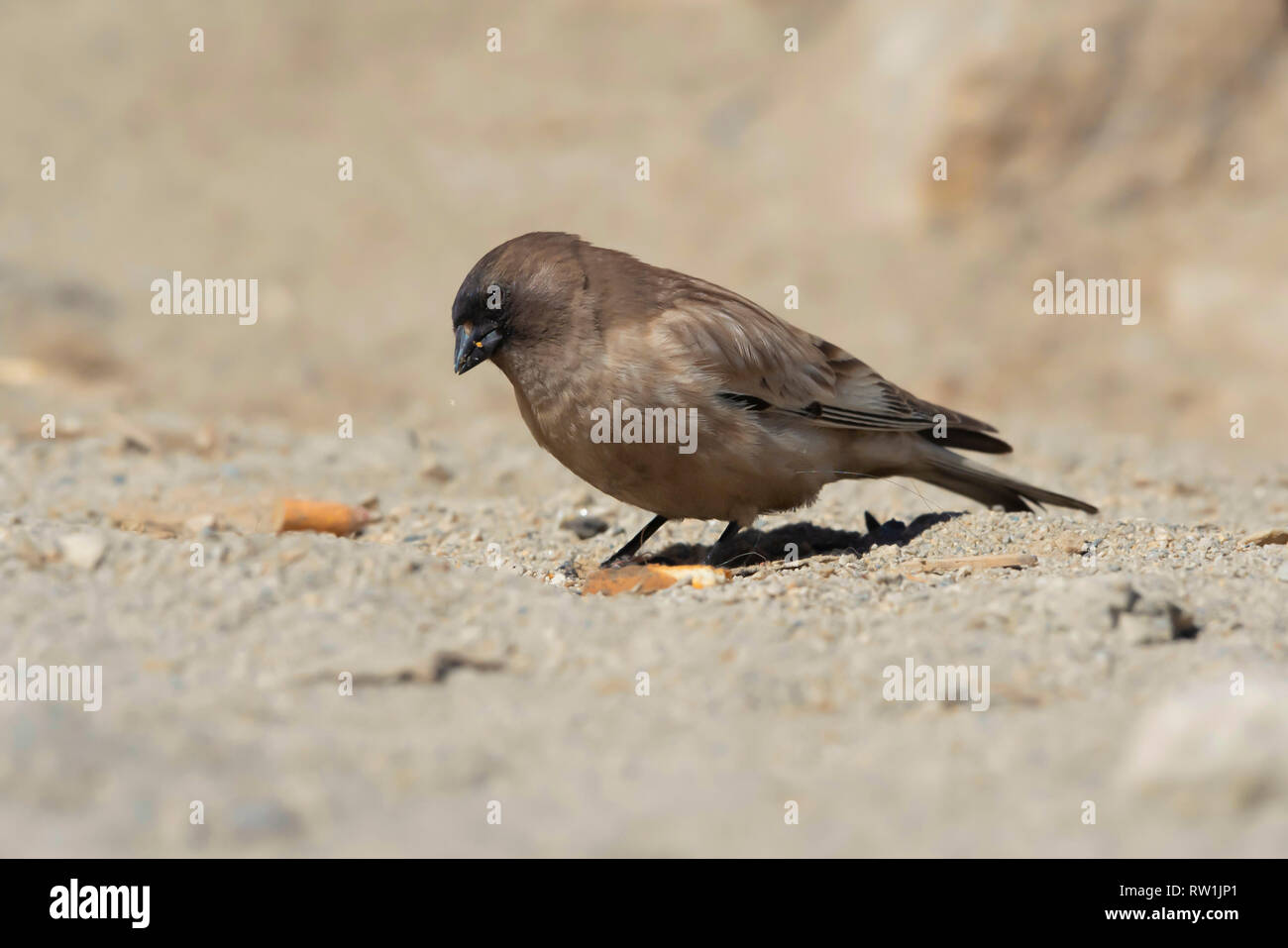 Brandt di montagna del fringuello Leucosticte brandti, Chang La Pass, Leh Ladakh, Jammu e Kashmir in India. Foto Stock