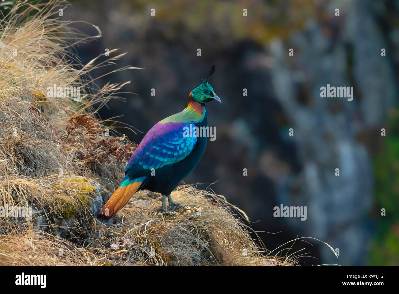 L'Himalayan monal, Lophophorus impejanus, Kedarnath Wildlife Sanctuary, Chopta, Uttarakhand, India. Foto Stock