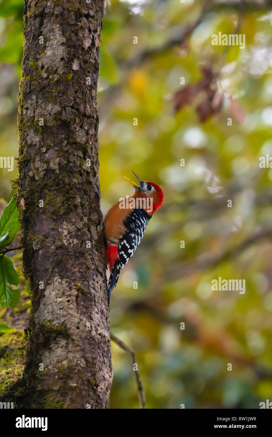 Rufous picchio panciuto, Dendrocopos hyperythrus, Kedarnath Wildlife Sanctuary, Chopta, Uttarakhand, India. Foto Stock