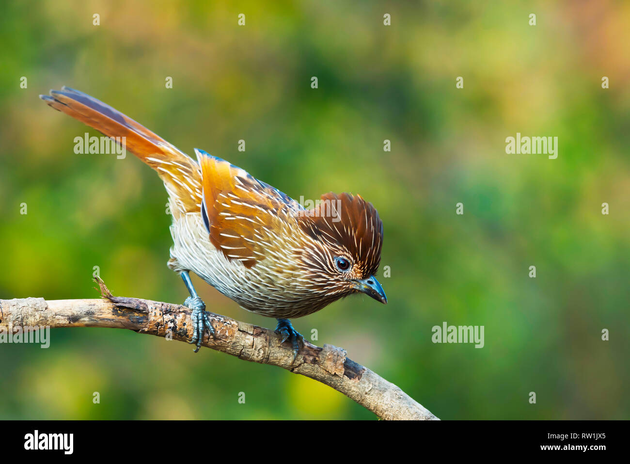 Laughingthrush striato, Garrulax striatus, Sattal, Nainital Uttarakhand, India. Foto Stock