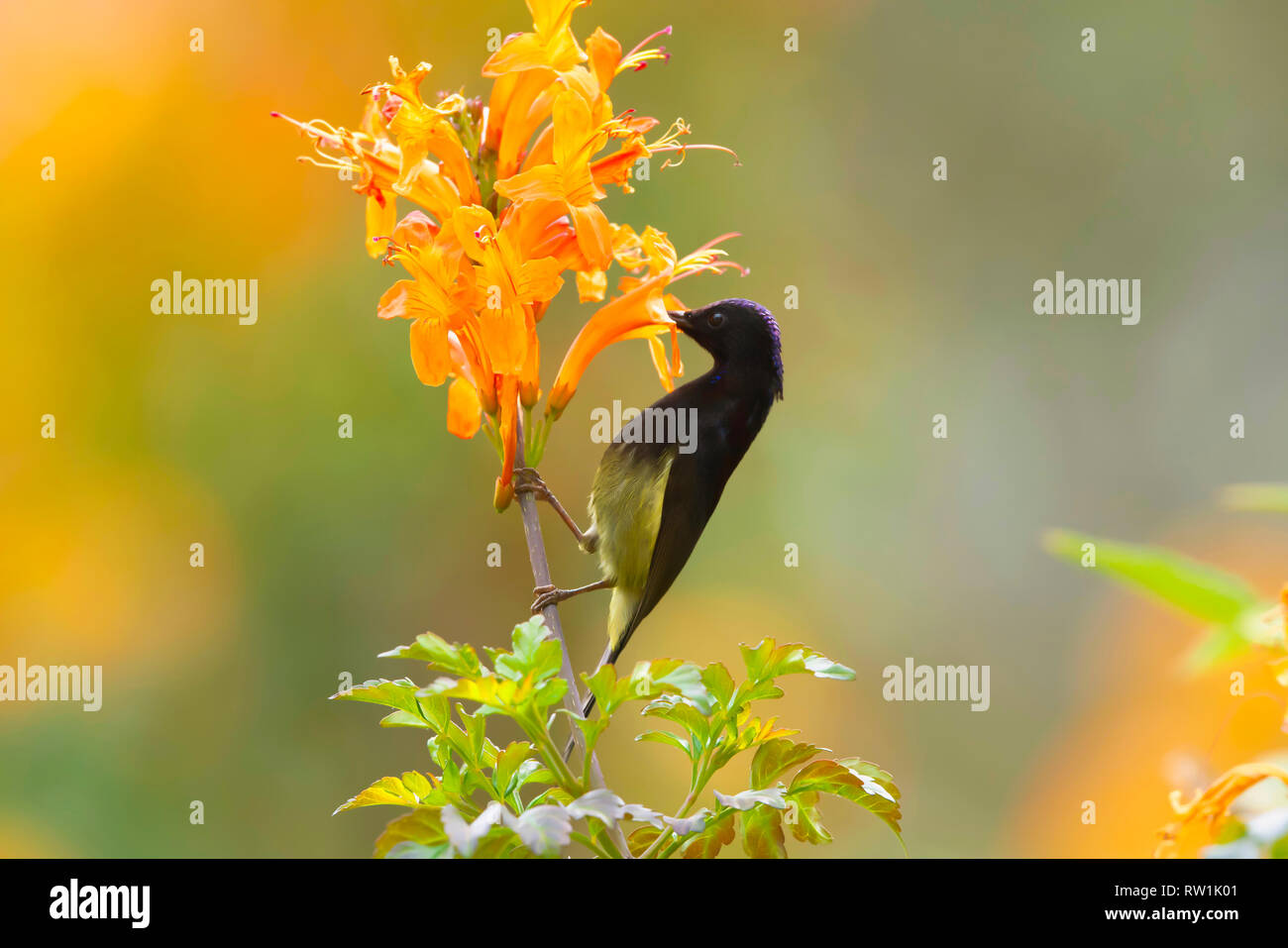 Black throated Sunbird, Aethopyga saturata, Sattal, Nainital, Uttarakhand, India. Foto Stock