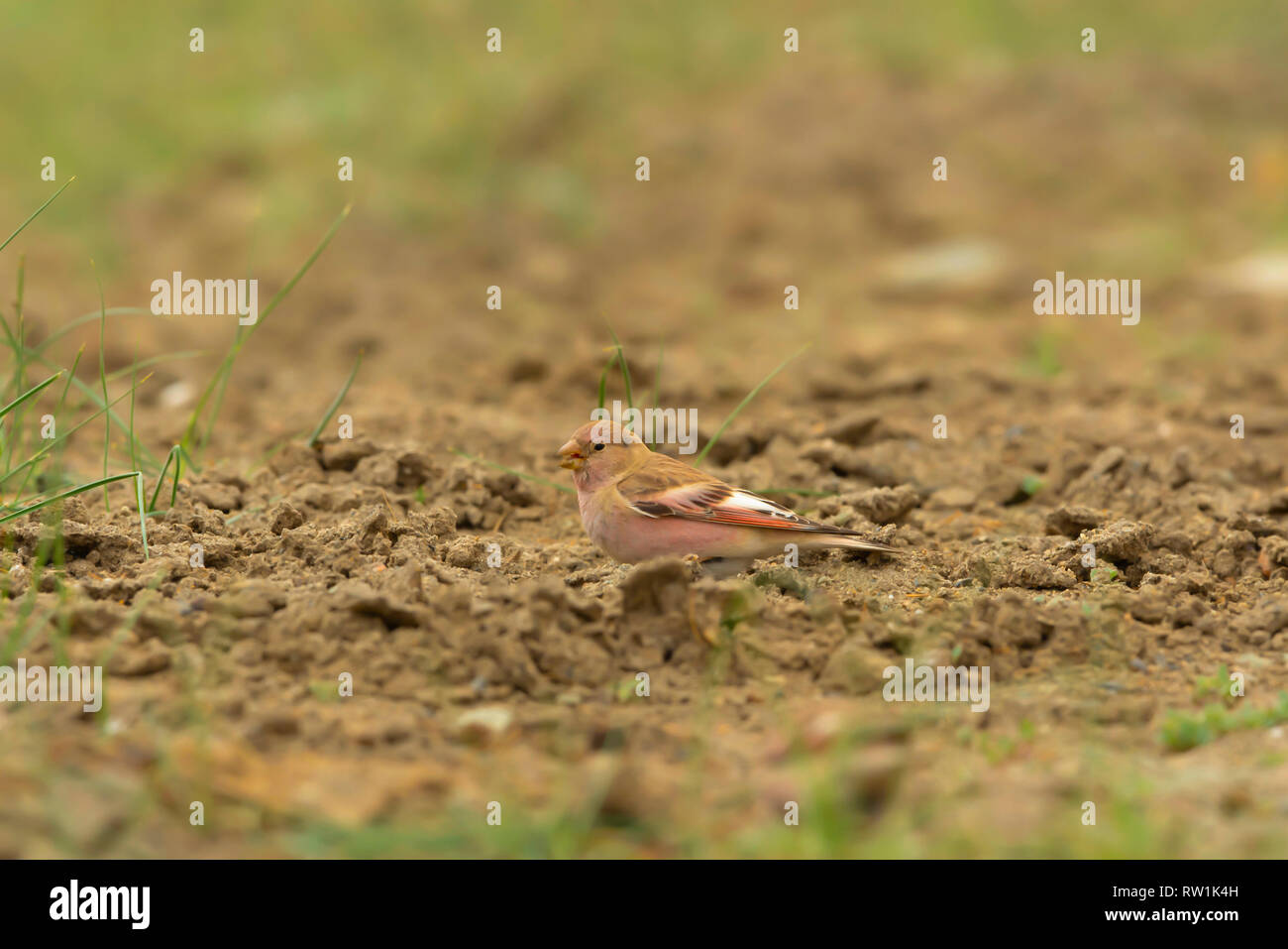 Mangolian finch, Bucanetes mongolicus, Hanle, Leh Ladakh, Jammu e Kashmir in India. Foto Stock