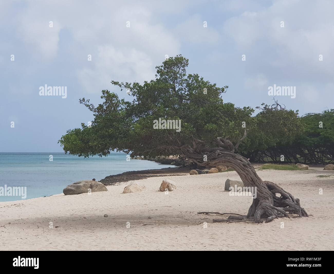 Spiaggia di Aruba con un meraviglioso piccolo albero Foto Stock