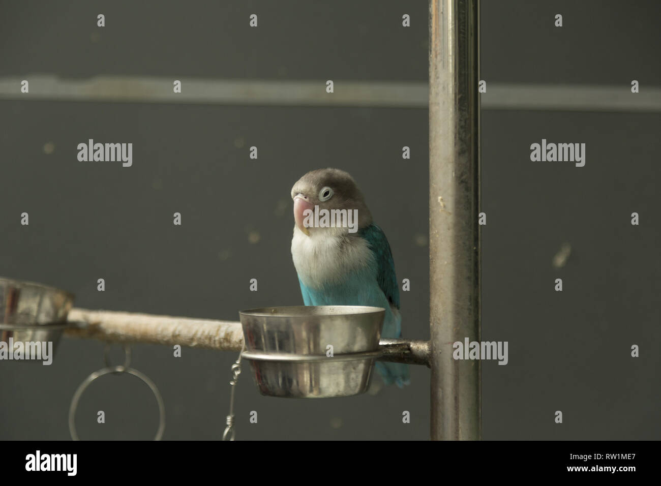 Pappagallo seduto sull'asta Foto Stock