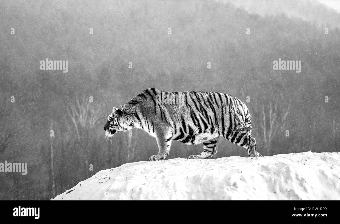 Tigre Siberiana è in piedi su una collina innevate sullo sfondo di inverno alberi. In bianco e nero. Cina. Harbin. Mudanjiang provincia. Hengdaohezi park. Foto Stock