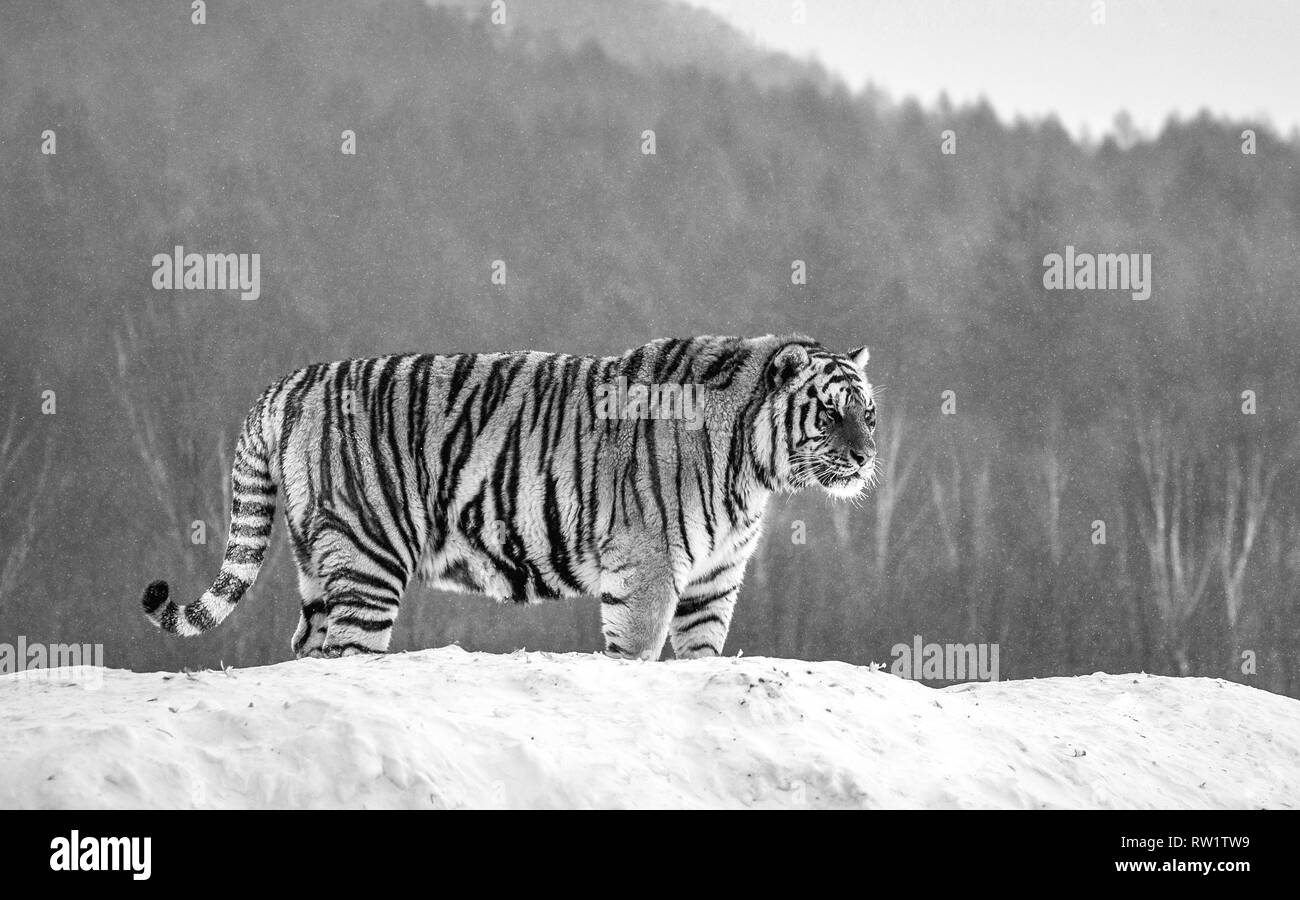 Tigre Siberiana è in piedi su una collina innevate sullo sfondo di inverno alberi. In bianco e nero. Cina. Harbin. Mudanjiang provincia. Hengdaohezi park. Foto Stock