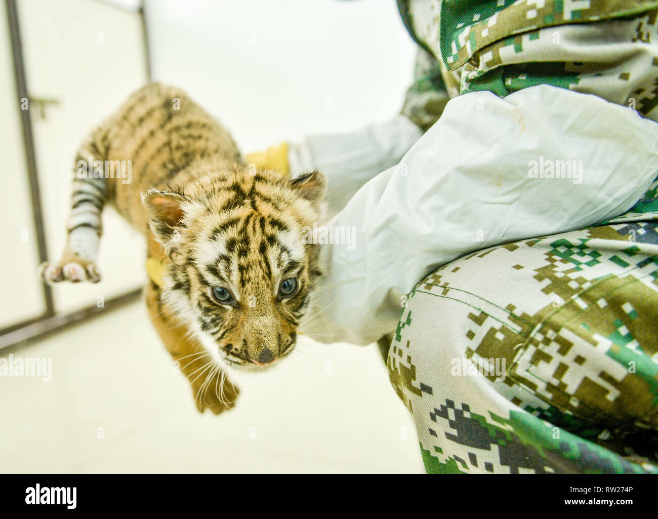 Luoyang, Cina. 4 Mar, 2019.Sei nuovi nati adorabili South China cuccioli di tigre al Wangcheng Park Zoo in Luoyang, centrale cinese della Provincia di Henan. Credito: ZUMA Press, Inc./Alamy Live News Foto Stock