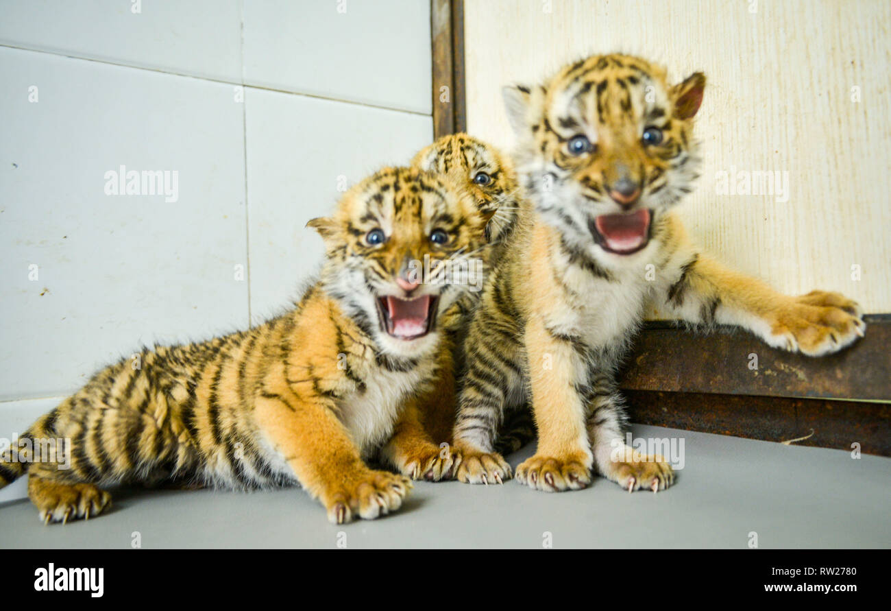 Luoyang, Cina. 4 Mar, 2019.Sei nuovi nati adorabili South China cuccioli di tigre al Wangcheng Park Zoo in Luoyang, centrale cinese della Provincia di Henan. Credito: ZUMA Press, Inc./Alamy Live News Foto Stock