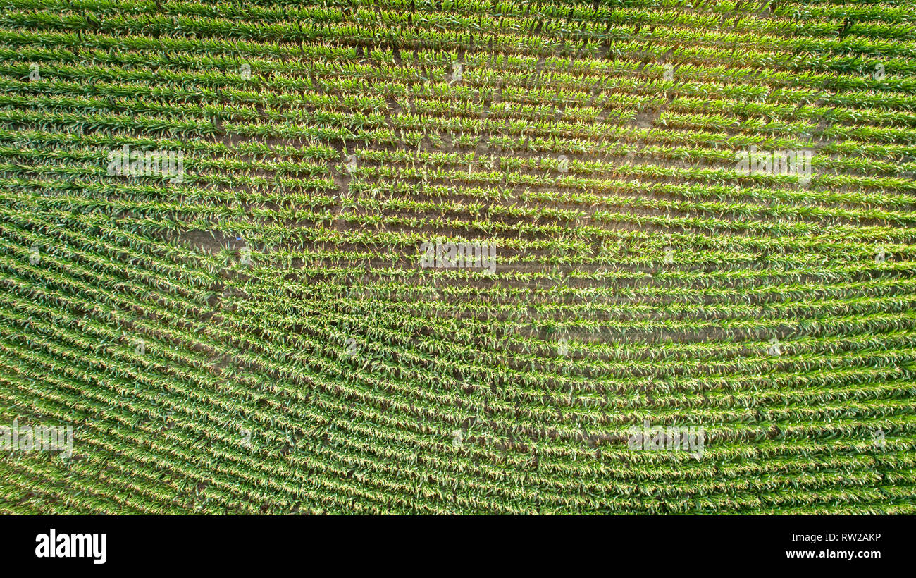 Vista aerea guardando dritto verso il basso in corrispondenza di raccolti di granoturco in crescita in campo, Pokomoke, Maryland Foto Stock
