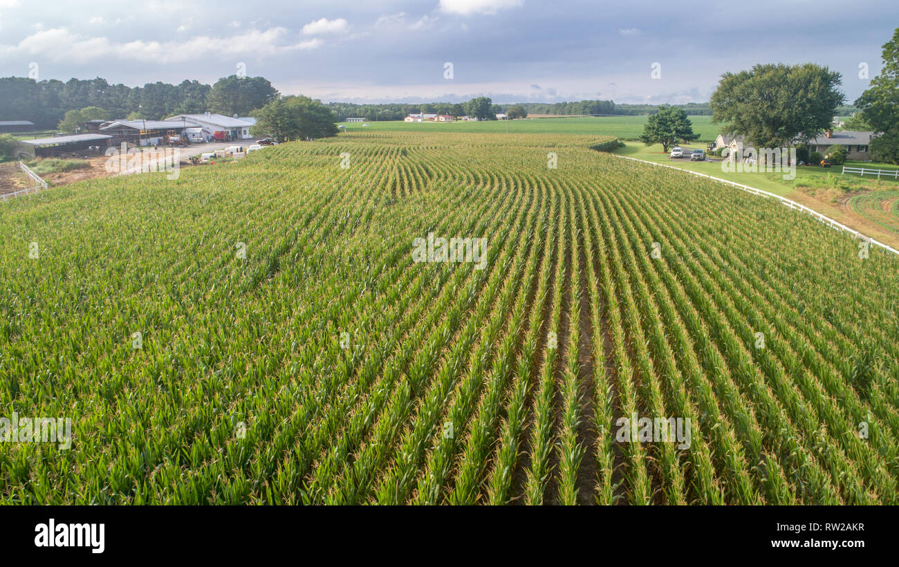Vista aerea della coltivazione di mais in campo con edifici agricoli e casa residenziale, Pokomoke, Maryland Foto Stock