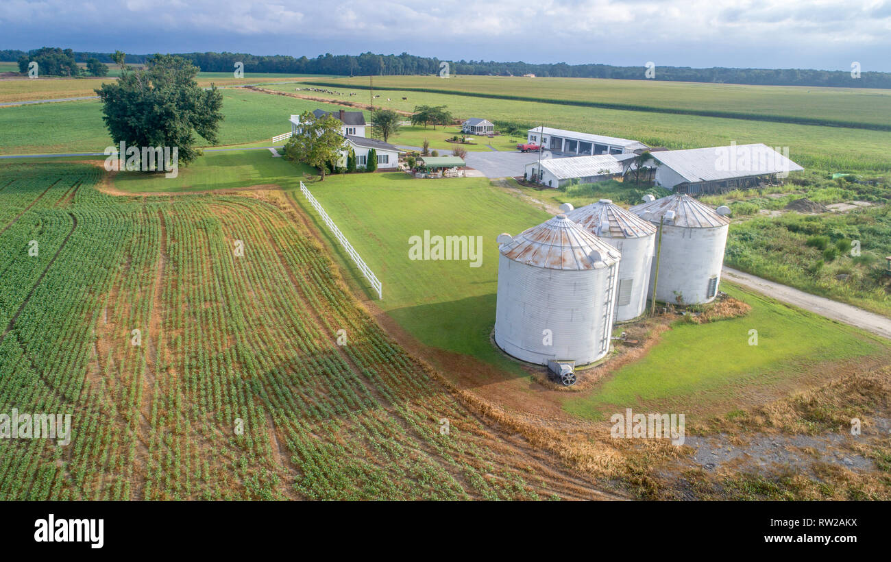 Vista aerea della fattoria e silos per il grano situato nel centro di campi di mais, Pokomoke, Maryland Foto Stock