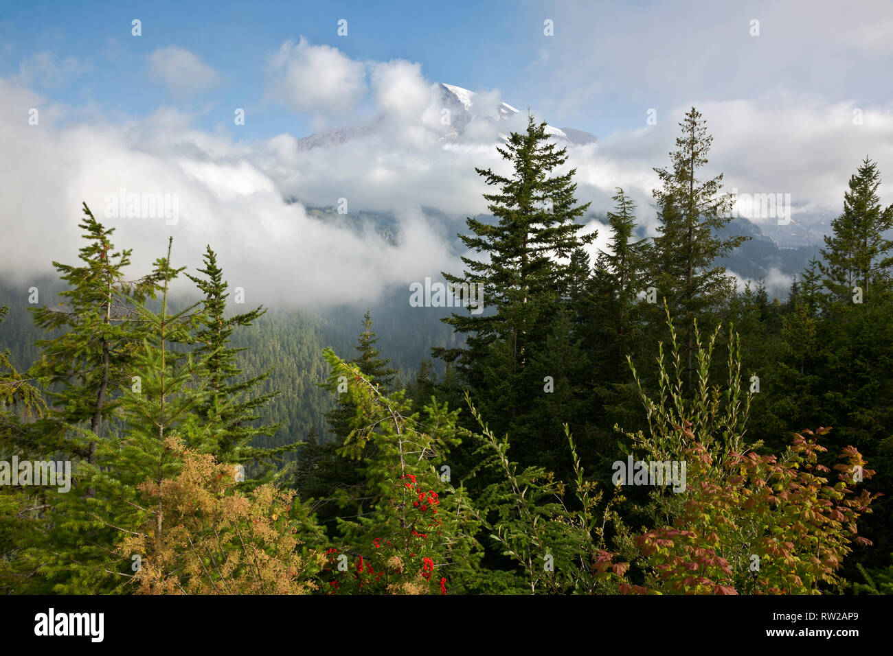 WA15851-00...WASHINGTON - nebbia a laminazione e parzialmente oscurando la vista del monte Rainier dal punto Ricksecker in Mount Rainier National Park. Foto Stock