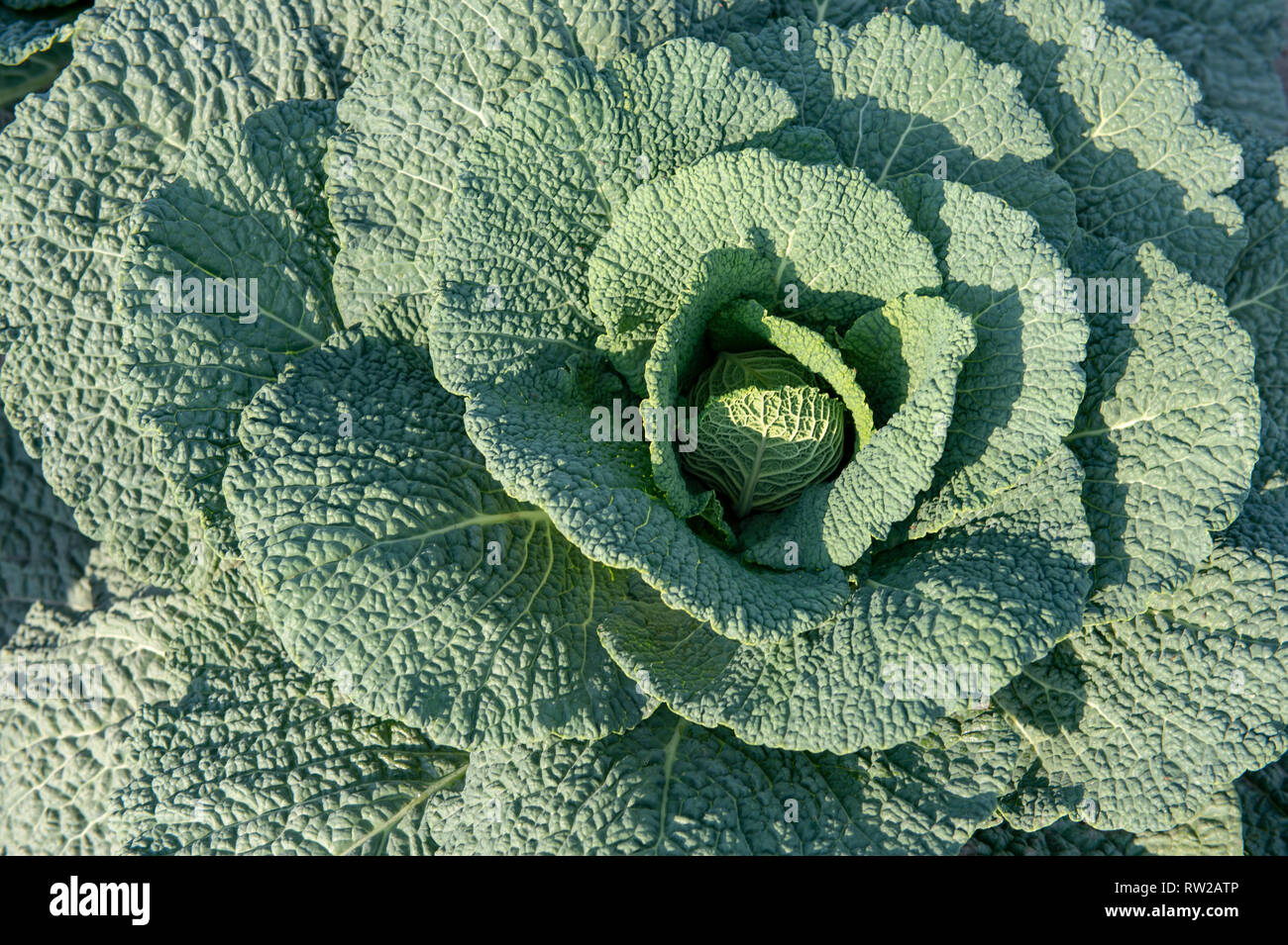 Affacciato su righe di piantati cavoli Savoia (Brassica oleracea var. sabauda L.) piantato nel campo, Sieradz, Łódź voivodato, Polonia Foto Stock