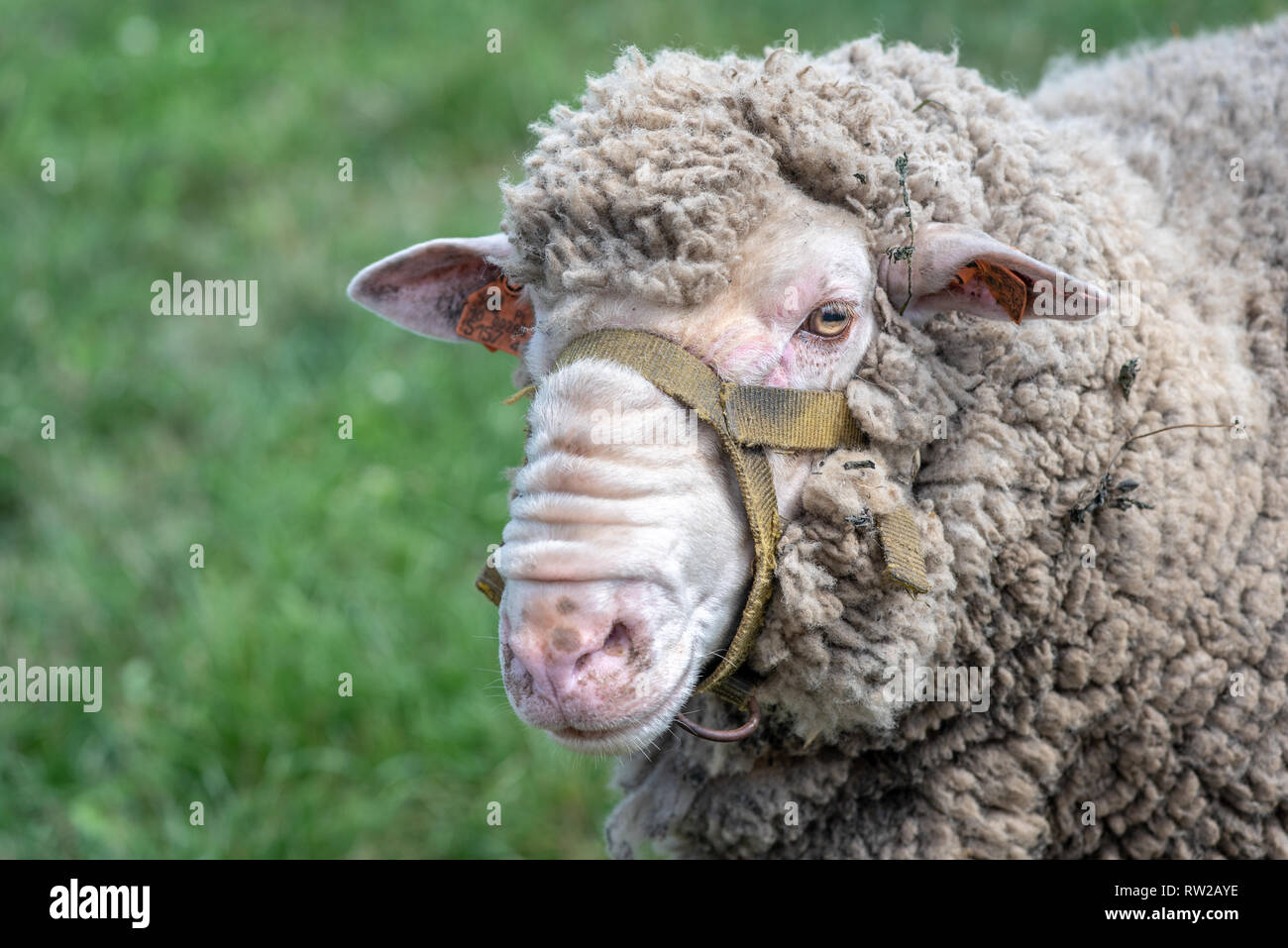 Chiudere fino sulla faccia rugosa di un Merino polacca (Polacco Merino) ram, Kutno, Łódź voivodato, Polonia Foto Stock