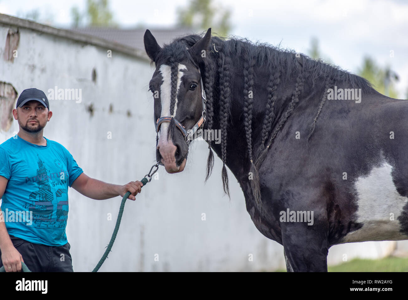 L uomo può contenere piombo del grande progetto di nero a cavallo con la criniera intrecciata, Kutno, Łódź voivodato, Polonia Foto Stock