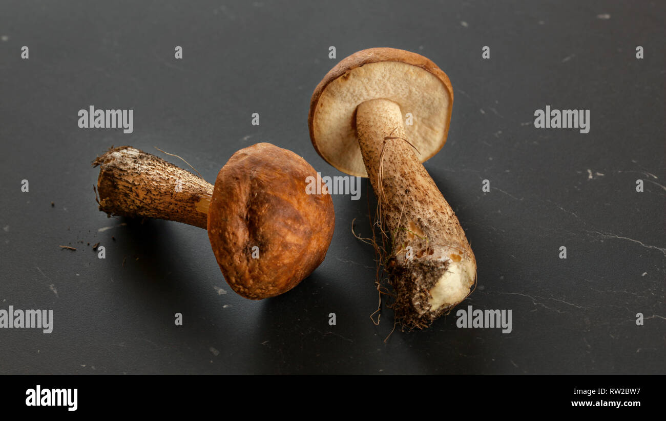 Due appena raccolto di funghi (scaber deviosgancio / Leccinum scabrum) via lo sporco dalla foresta ancora su di essi, sul grigio scuro, scheda. Foto Stock