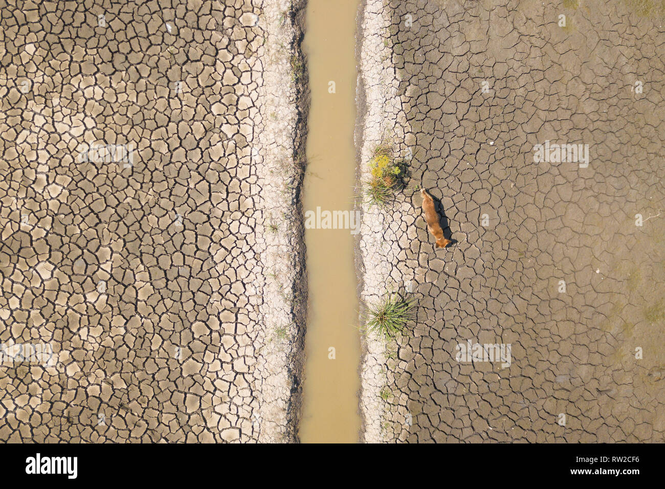 Lone cane vagano per asciugare il crack del suolo a causa della siccità con acqua piccola irrigazione con poca acqua torbida. Foto Stock