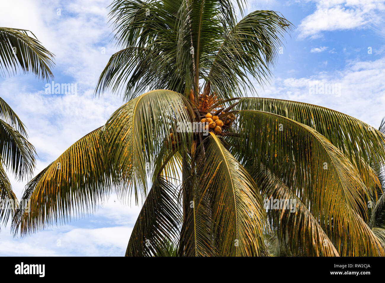 Molto alte palme di cocco con frutti sotto il cielo blu con nuvole bianche Foto Stock