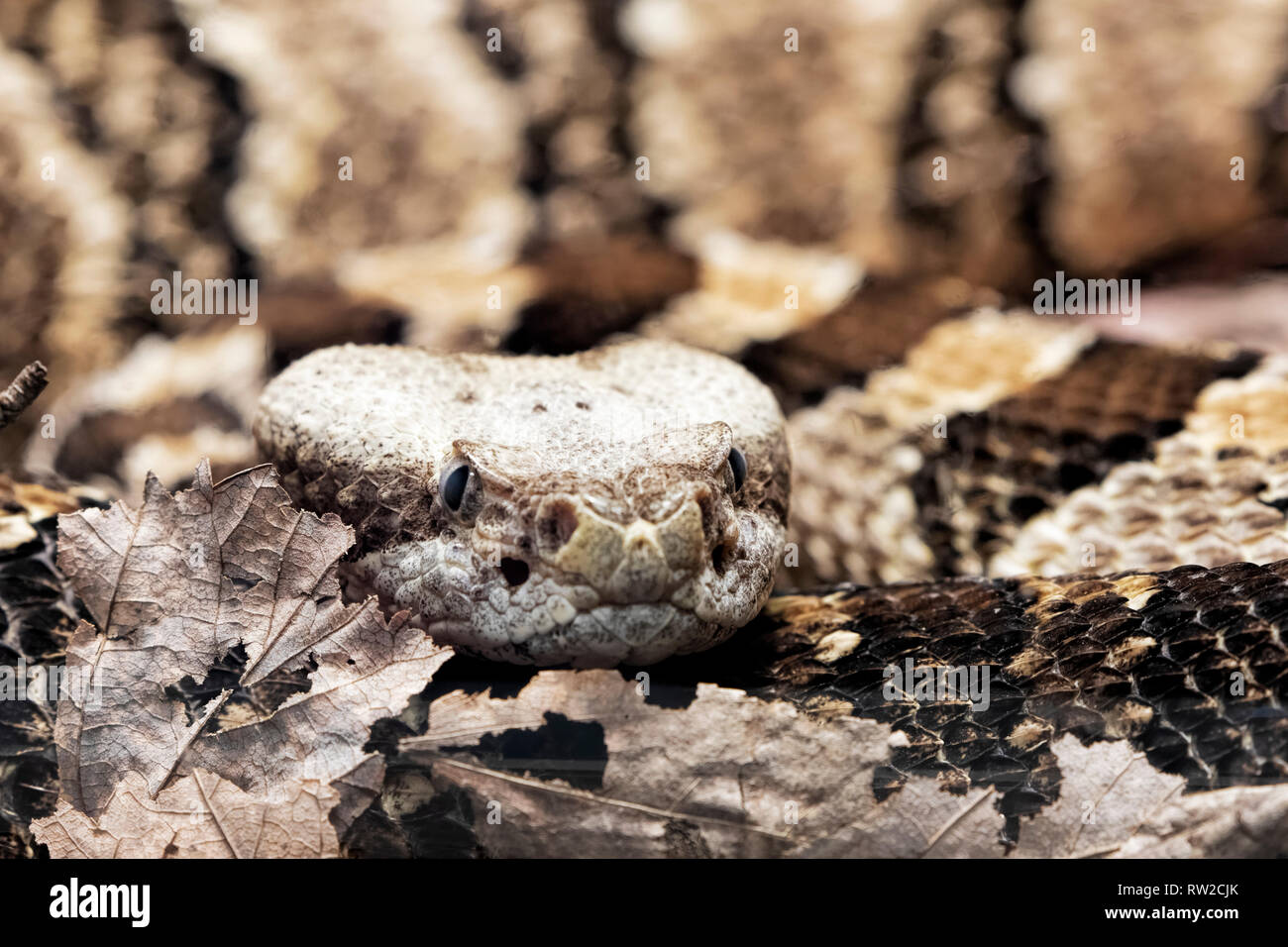 Legname Rattlesnake. Crotalus horridus è un infame rattlesnakes nativo degli Stati Uniti orientali Foto Stock