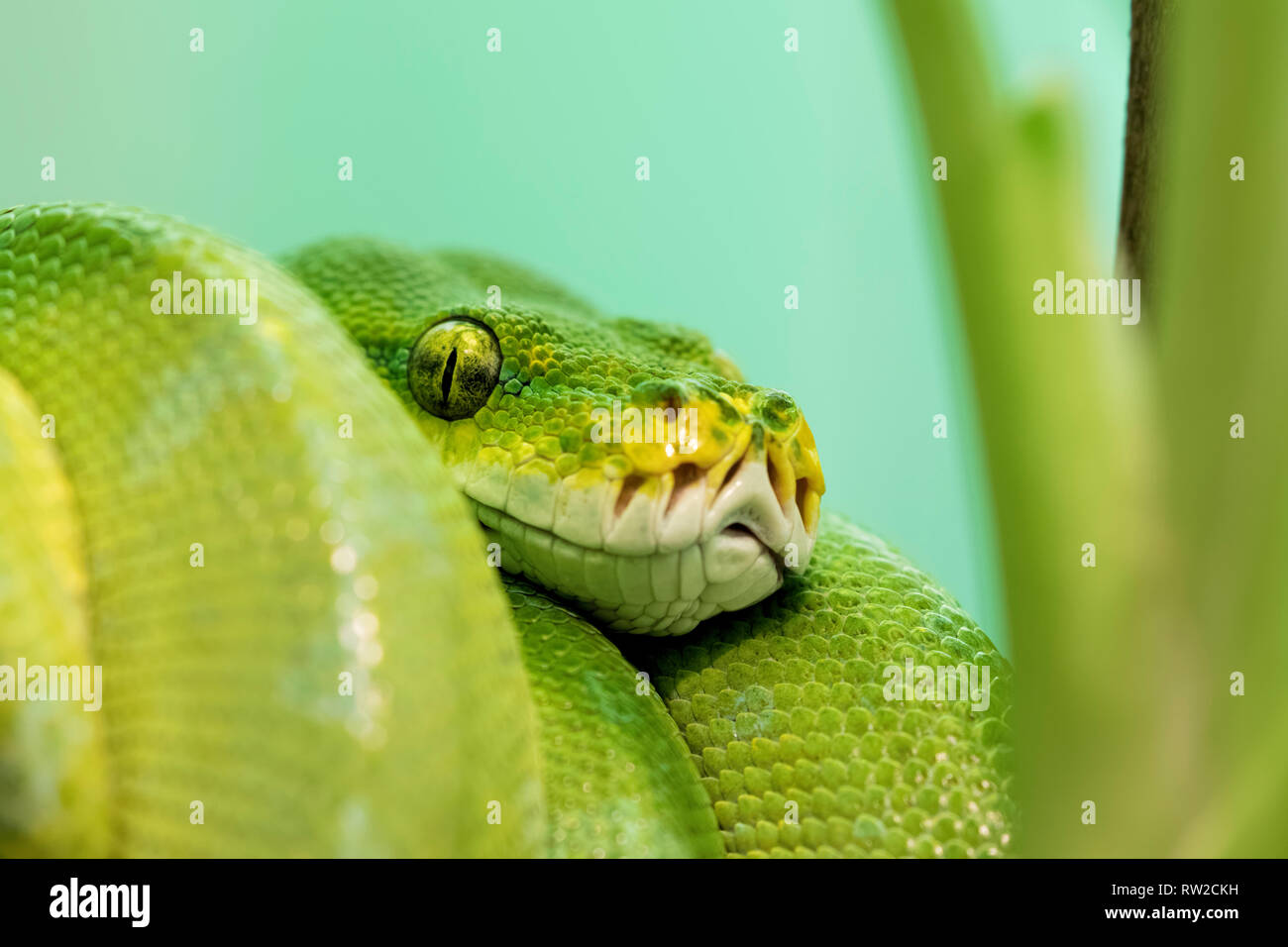 Green Tree Python, Chondropython viridis è nativo di Nuova Guinea e Isole in Indonesia e Cape York Peninsula in Australia Foto Stock