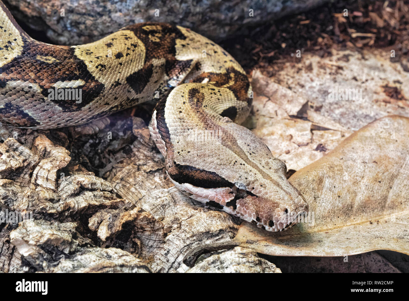 Boa constrictor, Boa constrictor è un non-serpente velenoso. Nativo della foresta pluviale di America Centrale e America del Sud Foto Stock