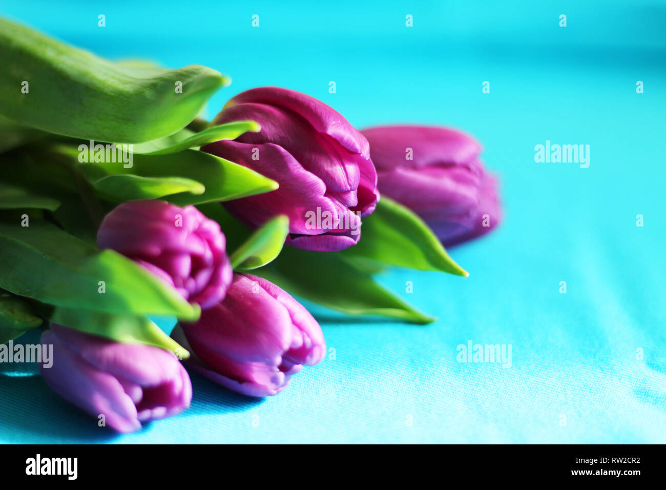 Tulipani viola, il fuoco selettivo, copia gratuita dello spazio, sfondo blu Foto Stock